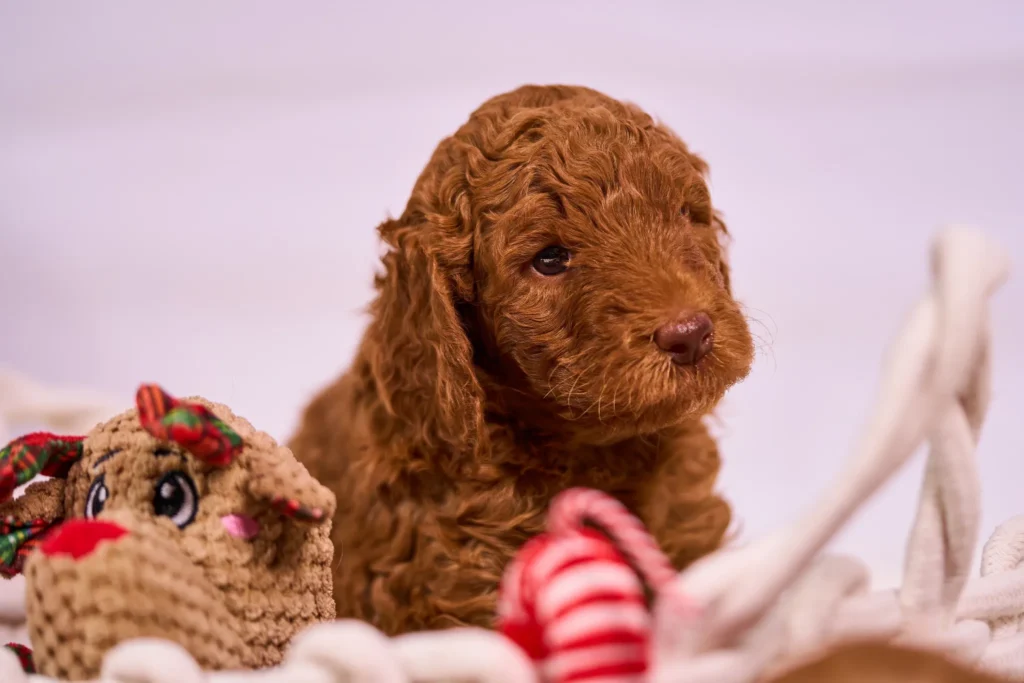 Sesja zdjęciowa dla szczeniaków labradoodle w Katowicach