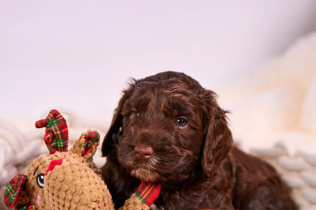  Zdjęcie psa rasy labradoodle, sesja dla szczeniaków w Gliwicach 