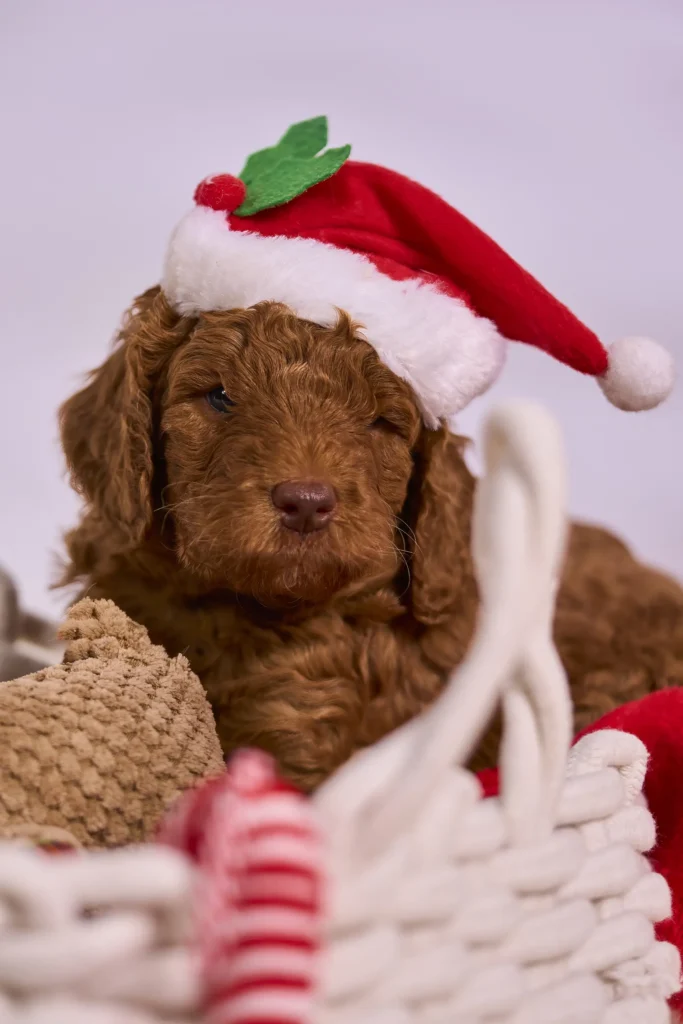 Sesja mikołajkowa dla psów rasy labradoodle w Gliwicach
