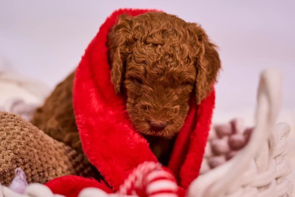 Sesja zdjęciowa dla szczeniaków labradoodle w Gliwicach