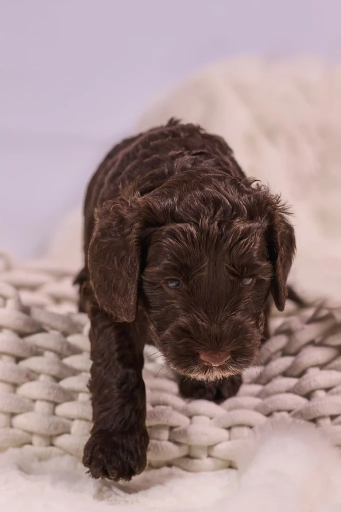 Labradoodle w Gliwicach, sesja dla hodowców na śląsku